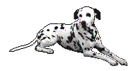 Welcome to spotdog.com